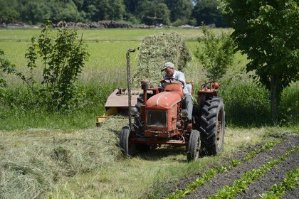 France, Bas-Rhin (67), le Grand Ried, Muttersholtz, agriculteur sur son tracteur pour les foins