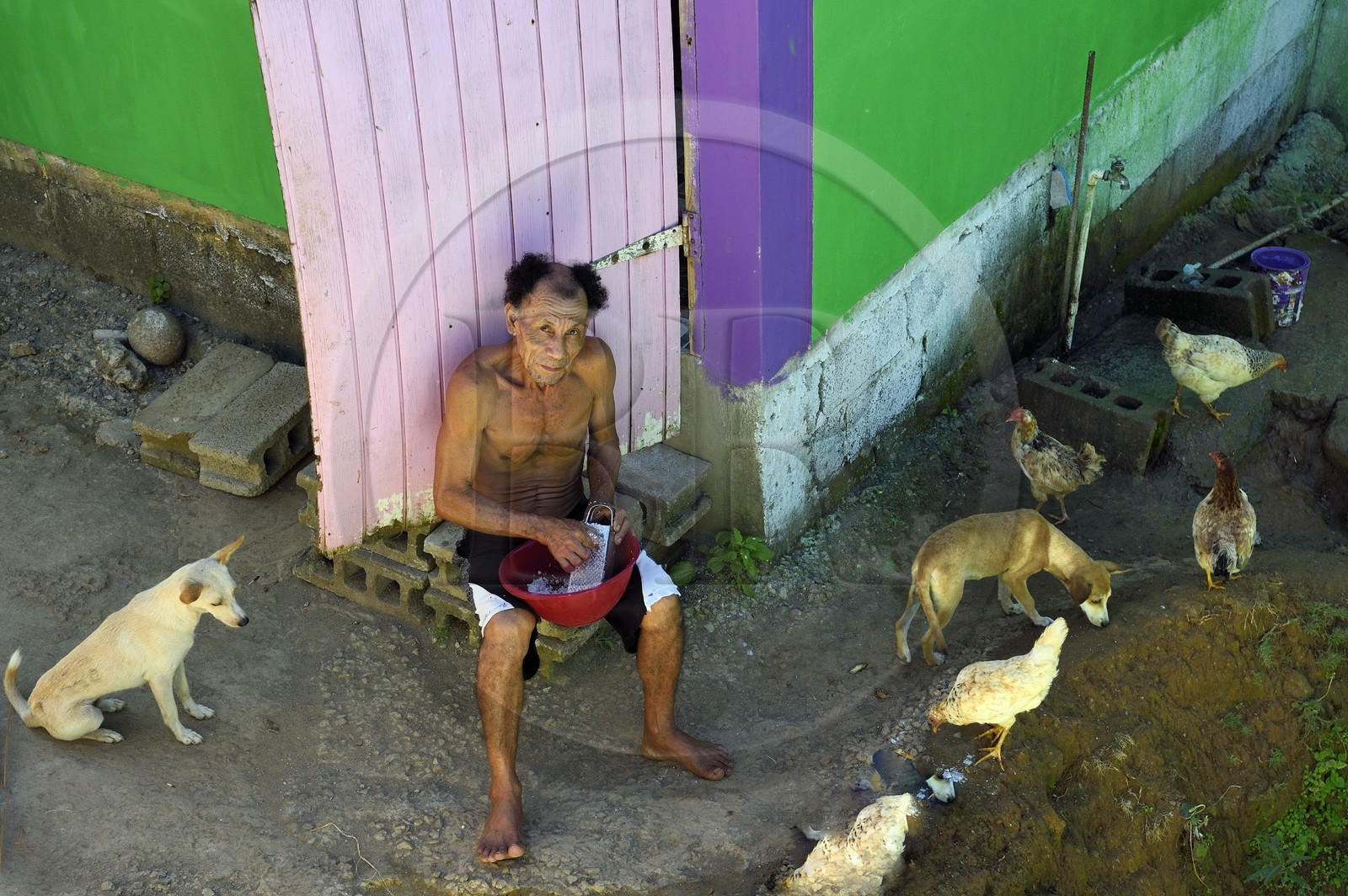 Caraïbes, Ile de la Dominique, Salybia, Territoire Kalinago unique réserve amérindienne de l'archipel des Antilles, un amérindien metissé rapant de la noix de coco devant sa maison