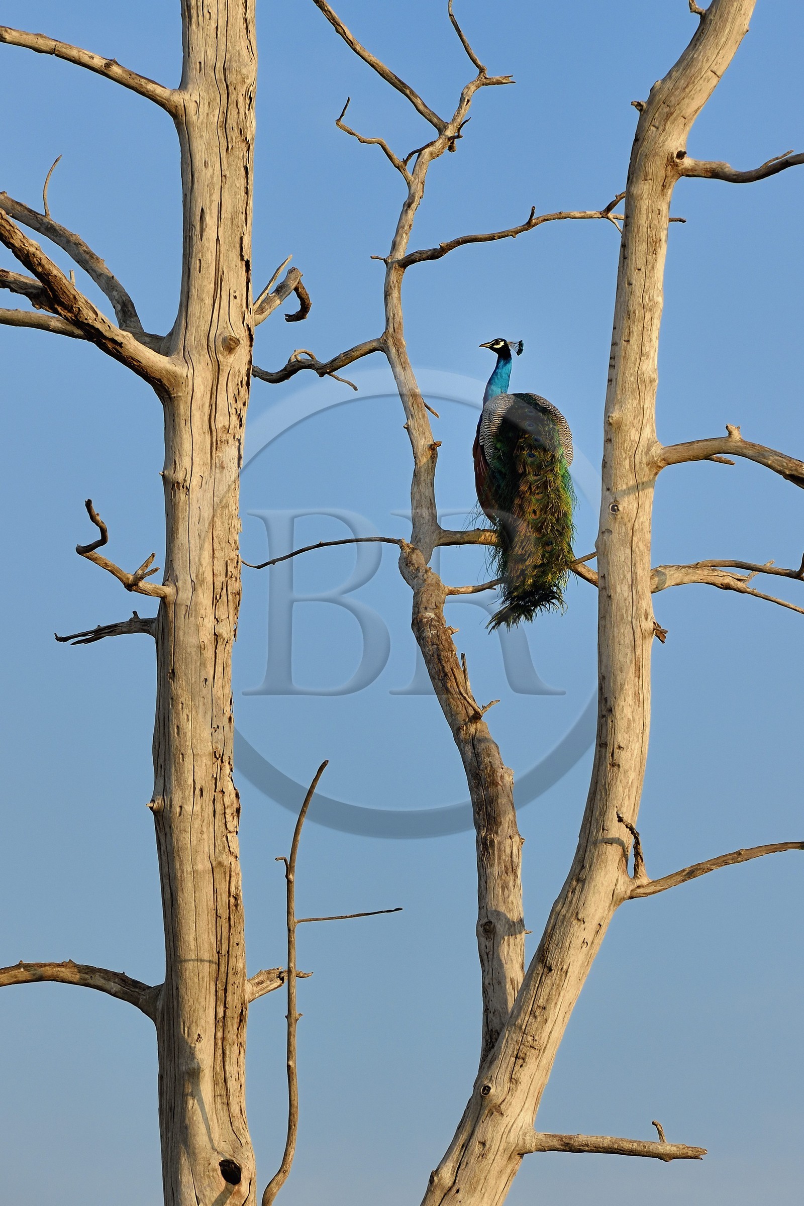 Sri Lanka, province d'Uva, Parc national d'Uda Walawe (Udawalawe National Park), paon bleu (Pavo cristatus)
