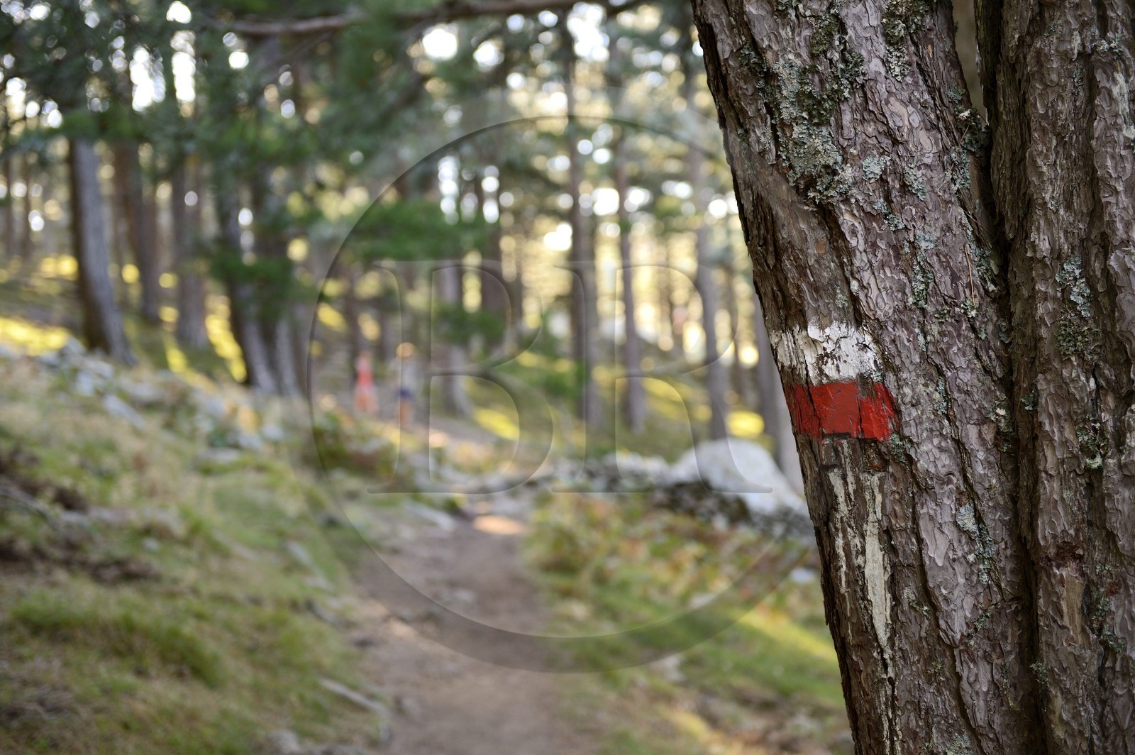 France, Corse du Sud, Alta Rocca, the GR 20 (Grande Randonnée itinerary) mark in the forest at the base of the Aiguilles de Bavella (Bavella Needles)