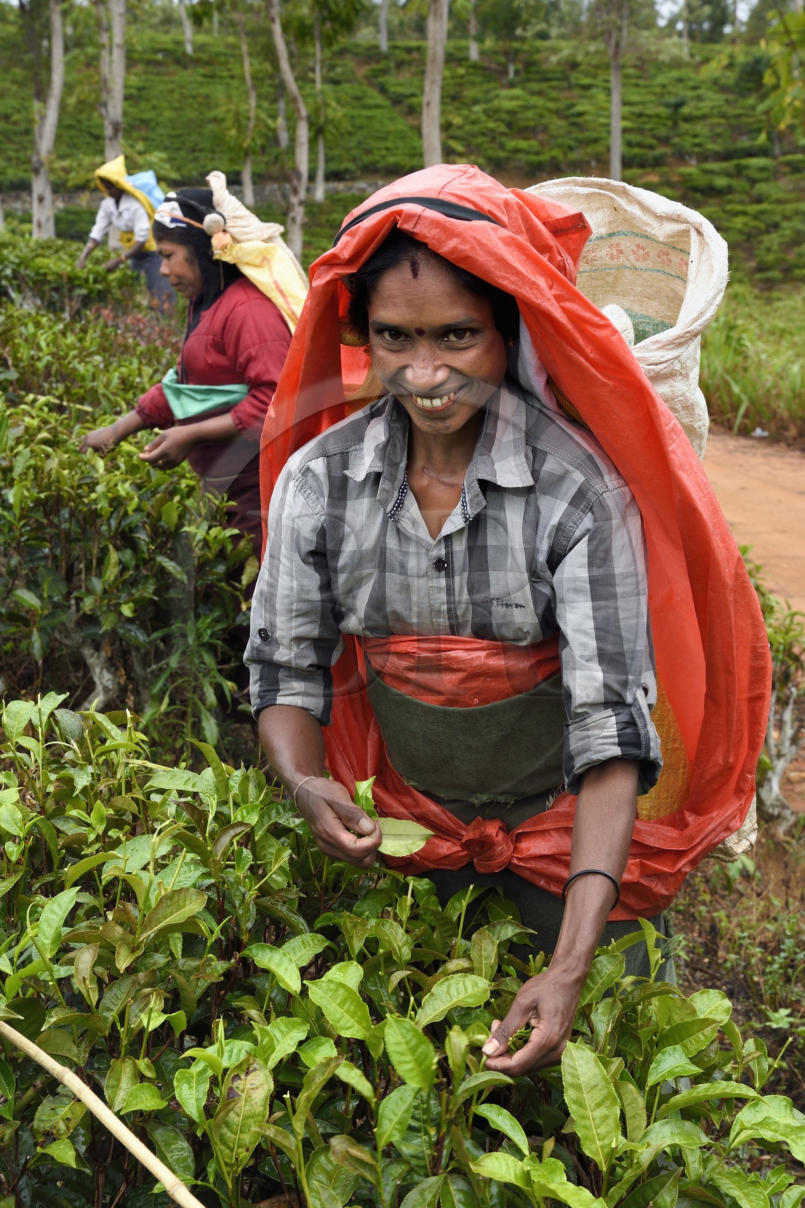Sri Lanka, Province d'Uva, Bandarawela, femme tamoul travaillant à la cueillette des feuilles dans une plantation de thé