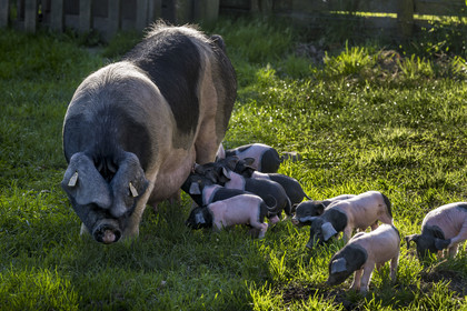 France, Pyrénées-Atlantiques (64), Pays-Basque, vallée des Aldudes, élevage en plein air Pierre Oteiza de porcs basques de race pie noir pour la production du jambon Kintoa AOC, cochette (jeune truie) et porcelets