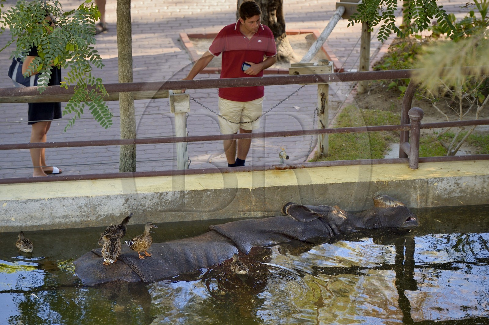 Portugal, Lisbonne, Jardin zoologique, Rhinocéros indien(Rhinoceros unicornis)