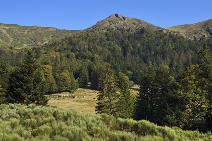 France, Cantal, Parc Naturel Régional des Volcans d'Auvergne (regional nature park of Auvergne volcanoes), Le Lioran, horses grazing in the ancient glacial cirque of Font d'Alagnon under the mountain of Téton de Venus