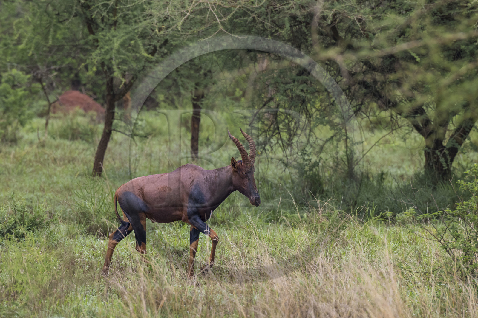 Rwanda, Akagera National Park, antelope Topi (Damaliscus korrigum)
