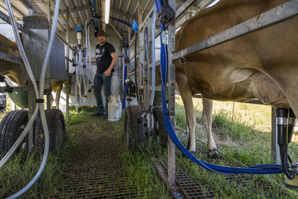 France, Finistère (29), Mer d'Iroise, Ile d'Ouessant, Thomas et Marie Richaud éleveurs de la ferme Les vaches aux 4 vents, traite en paturage mobile