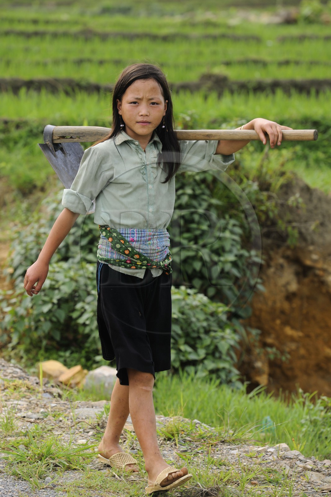 Vietnam, Lao Cai province, North-West Sapa district, young girl from the Blue Hmong minority group in the ricefield