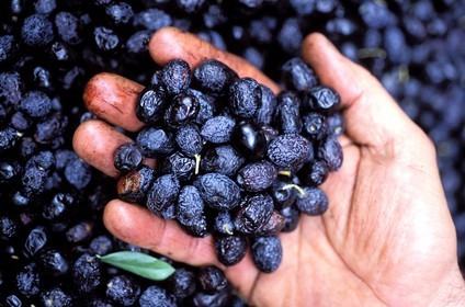 France, Drôme (26), Mirabel-aux-Baronnies, des olives