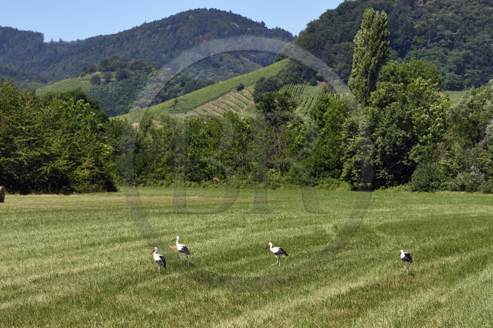 France, Bas-Rhin (67), Route des vins d'Alsace, Eichhoffen, cigognes blanches (Ciconia ciconia) dans un champ