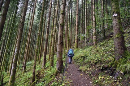 France, Haut Rhin, Ballons des Vosges Regional Natural Park, hikers going up the Storckensohn valley to the top of the Tete des Perches