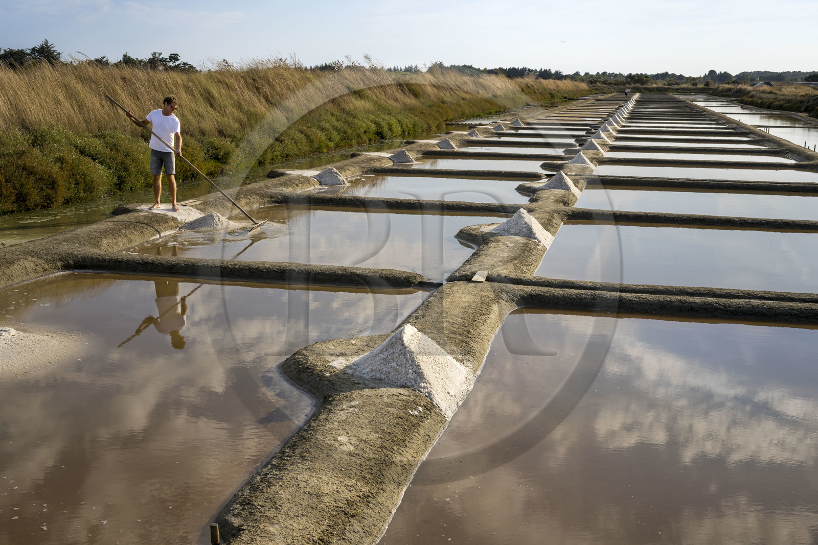 France, Vendee, Les Sables d'Olonne, the Salt Marshes of L'Ile d'Olonne, salt worker Damien Merceron harvesting salt in the Salorge de la Vertonne