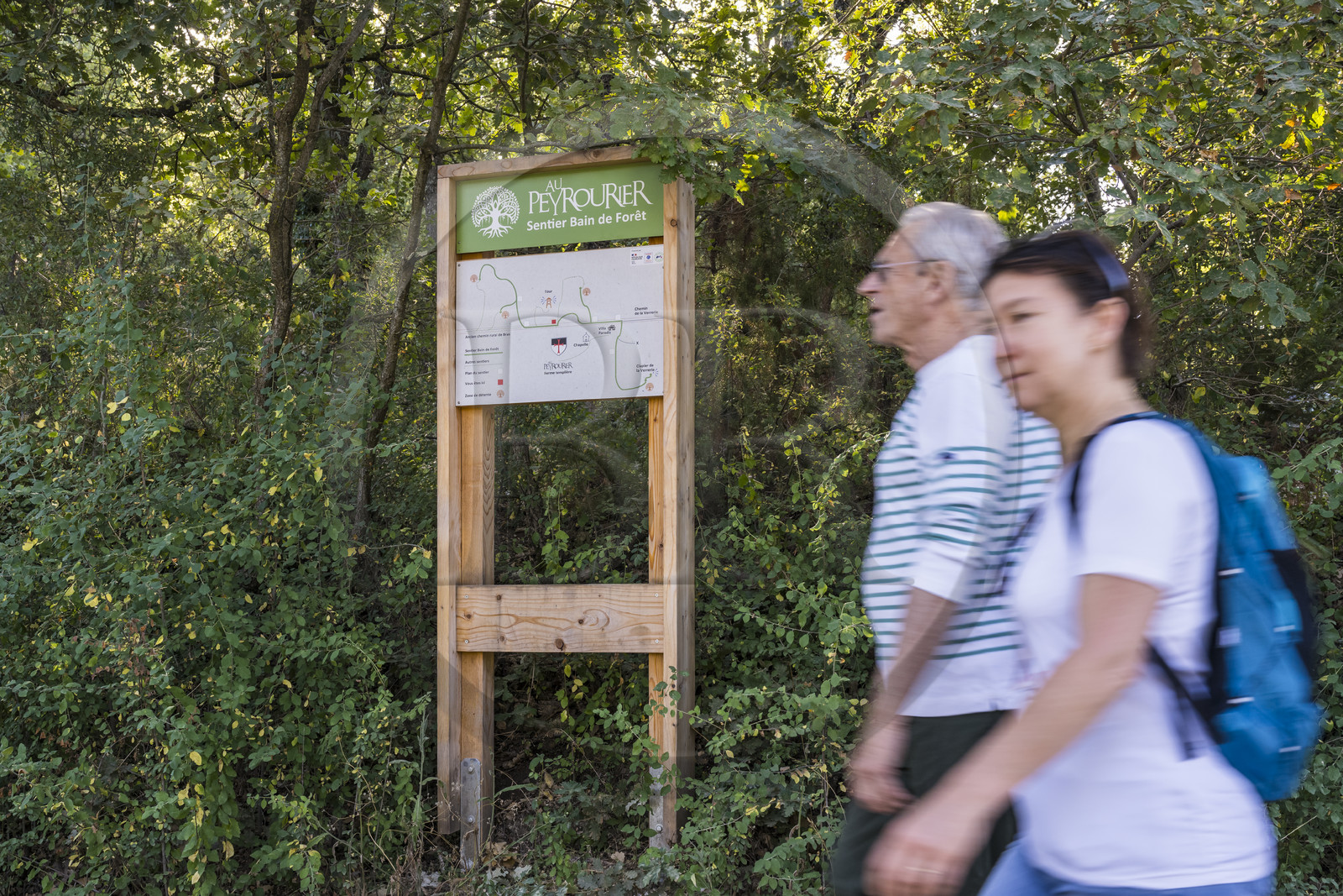 France, Var (83), Provence Verte, Bras, Académie du Bain de Forêt Provençale, forêt du domaine Le Peyrourier - une campagne en Provence