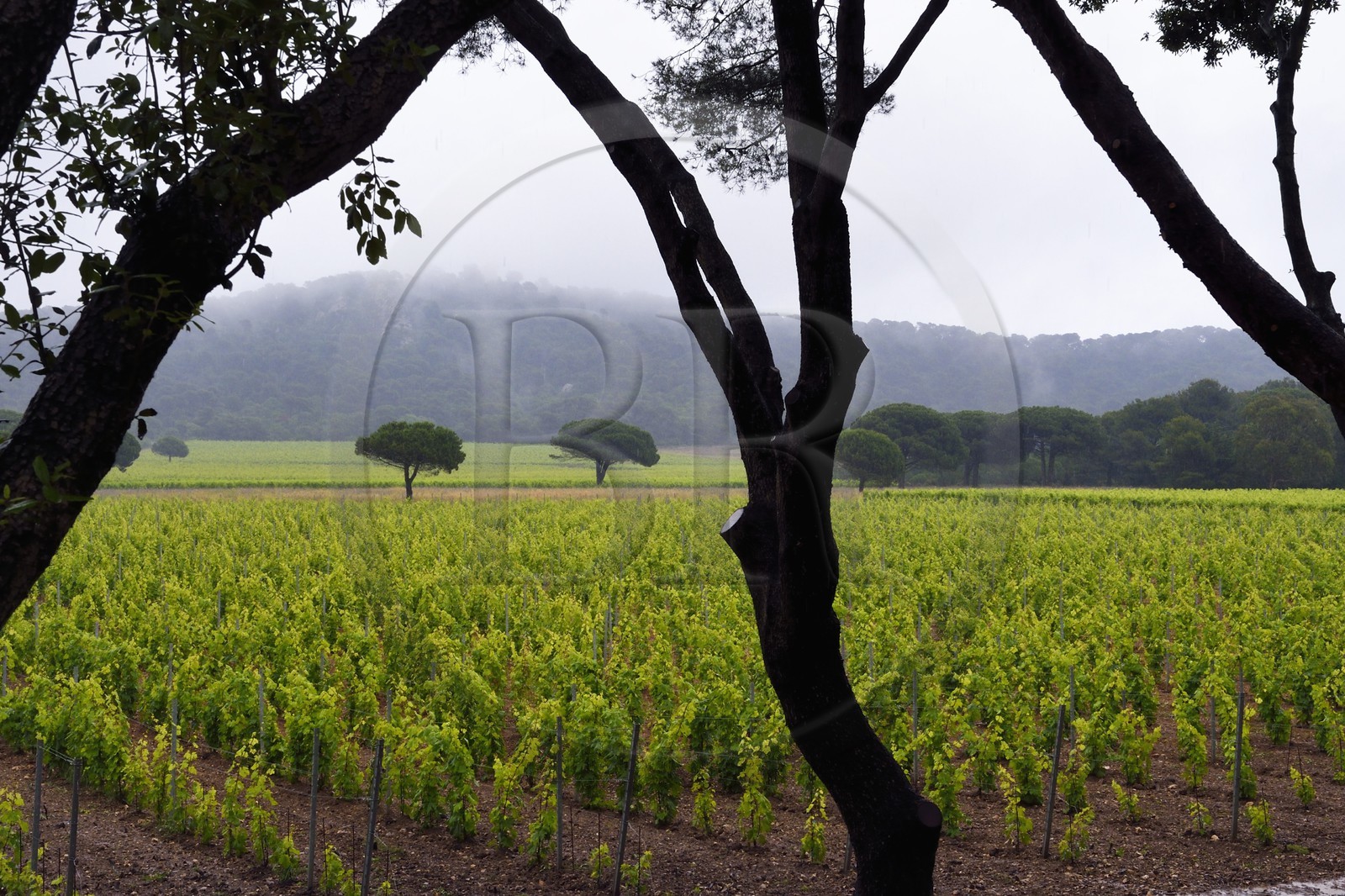 France, Var (83), Iles d'Hyères, parc national de Port Cros, Ile de Porquerolles, Domaine de la Courtade, le vignoble de la Fondation Carmignac