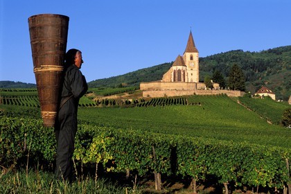 France, Haut-Rhin (68), Route des vins d' Alsace, Hunawihr, labellisé Les Plus Beaux Villages de France, le vendangeur Christophe Kurtz avec une hotte en bois