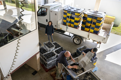 France, Côte-d'Or (21), les climats de Bourgogne classés Patrimoine Mondial de l'UNESCO, Beaune, Cuverie des Hospices de Beaune, camions venant des vendanges avec leurs caisse grappes de raisins