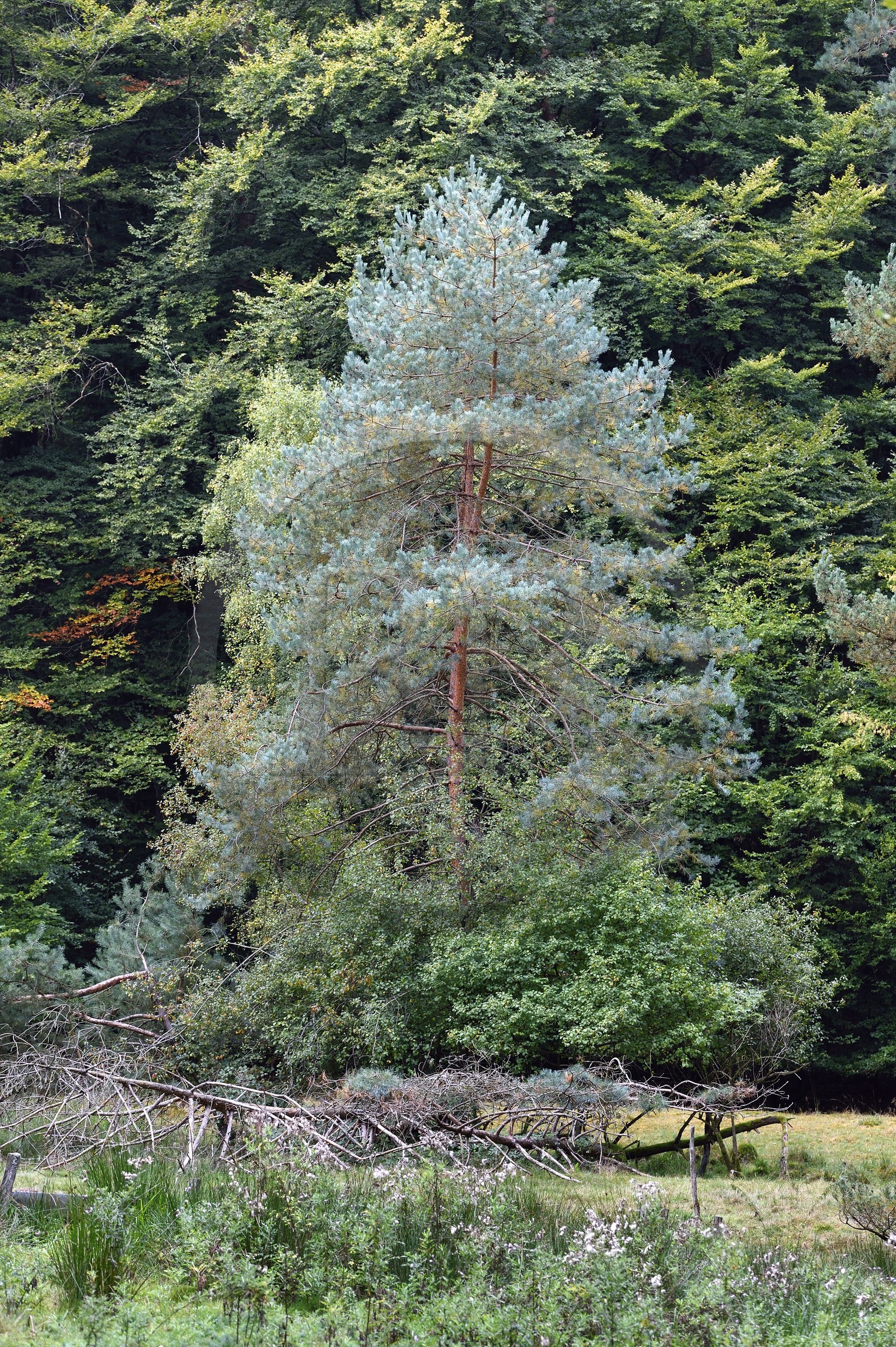 France, Bas-Rhin (67), Parc naturel régional des Vosges du Nord, Obersteinbach, Pin sylvestre (Pinus sylvestris)