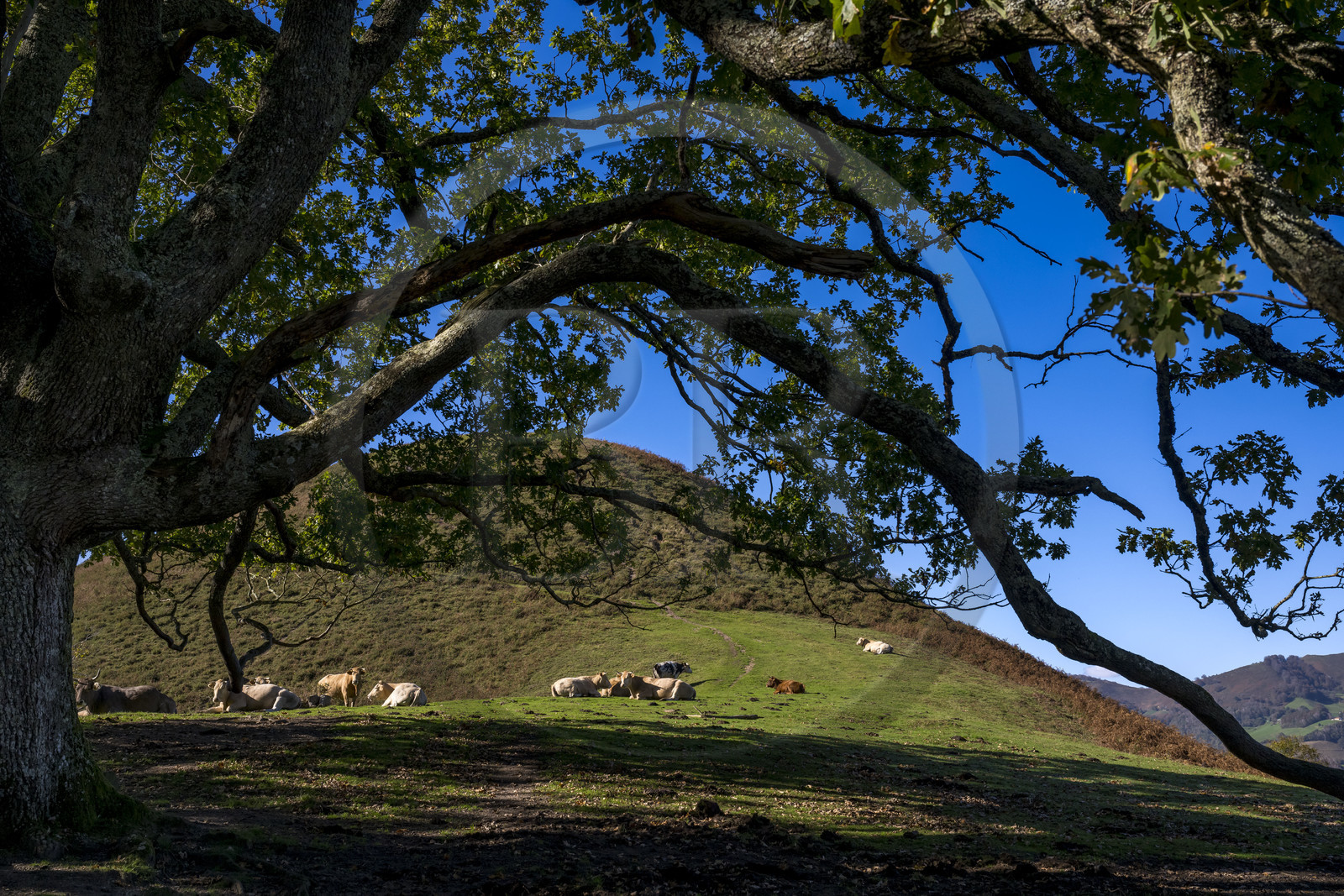 France, Pyrénées-Atlantiques (64), Pays-Basque, vallée des Aldudes, vaches sur la colline d'Elizamendi au dessus du village d'Urepel