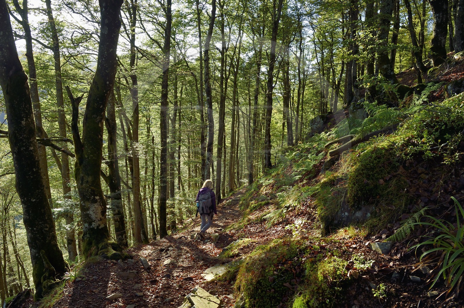 France, Haut Rhin, Ballons des Vosges Regional Natural Park, Rimbach pres Masevaux, hiker walking towards the Col des Perches pass next to Gazon Rouge in the Vosges