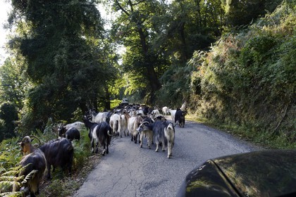 France, Haute-Corse (2B), troupeau de chèvres sur une route de Castagniccia
