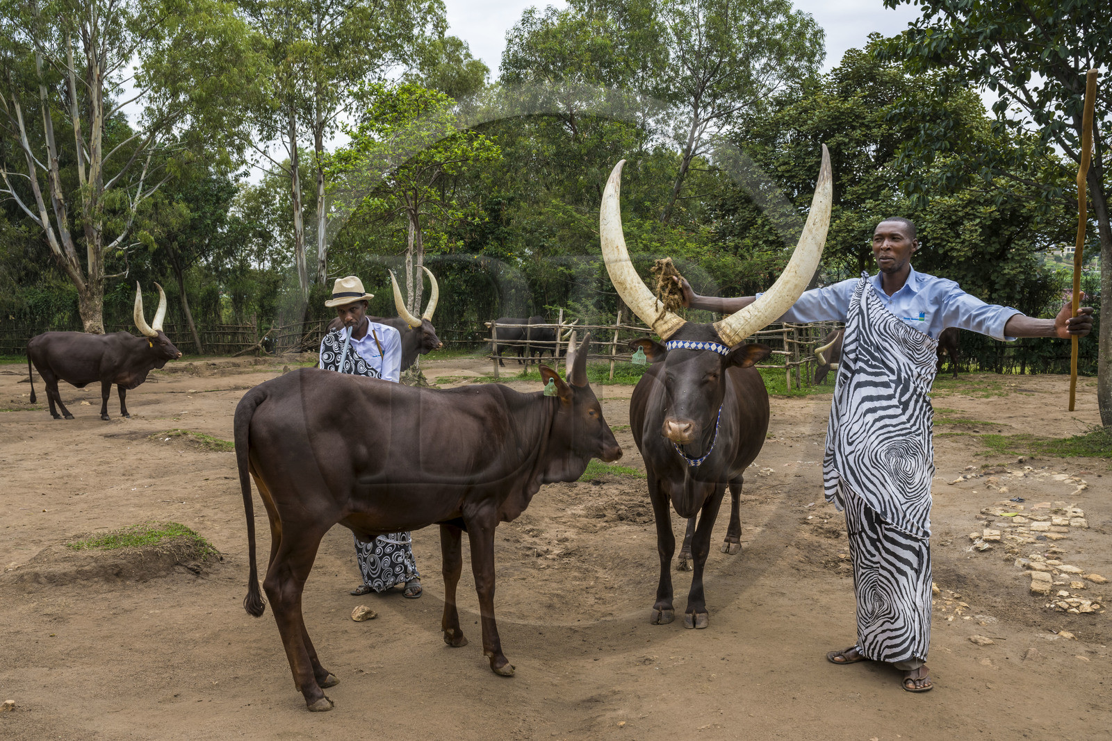 Rwanda, Province du Sud, Nyanza, musée du Palais royal Rukari, vaches royales à longues cornes appellée Inyambo ou watusi