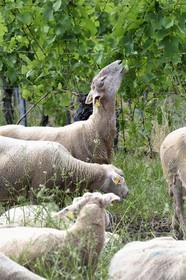 France, Bas-Rhin (67), Route des vins d'Alsace, Traenheim, Domaine viticole MULLER Charles & Fils, les moutons folivores entre les vignes permettent un entretien bio