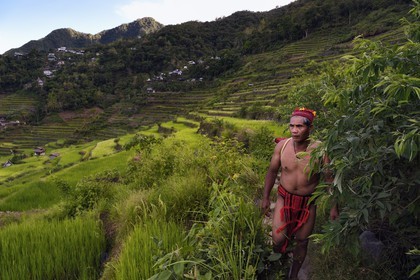 Philippines, Ifugao province, Banaue rice terraces around the village of Batad, listed as World Heritage by UNESCO, the guide Adolpho coated in the traditional Ifugao costume
