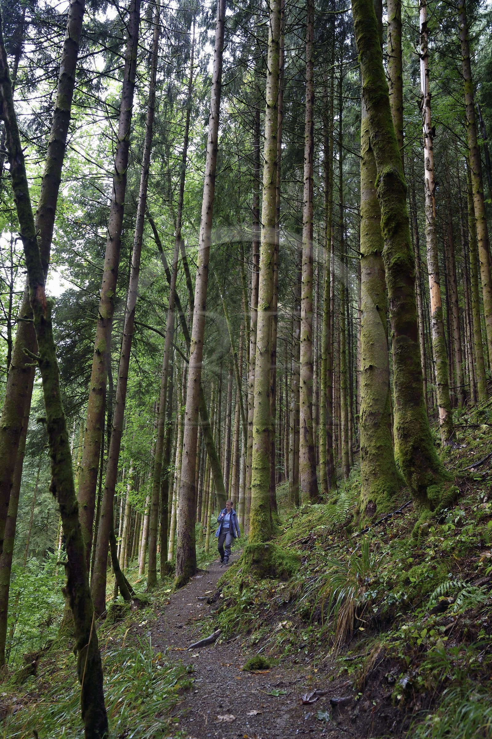 France, Haut Rhin, Ballons des Vosges Regional Natural Park, hikers going up the Storckensohn valley to the top of the Tete des Perches
