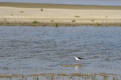 France, Bouches-du-Rhône (13), Parc naturel régional de Camargue, l’étang du Fangassier, échasse blanche (Himantopus himantopus)