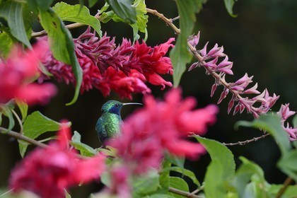 Panama, Chiriqui province, Boquete, Coffee Plantation Finca Lerida, Hummingbird