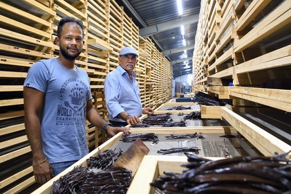 France, Reunion island (French overseas department), Saint Louis, Domaine de Bellevue, producer of organic vanilla, sizing vanilla pods, the manager Pierre Saint-Lambert and his father Jean Edwards Saint-Lambert