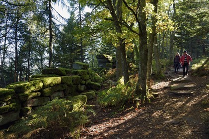 France, Bas Rhin, Mont Saint Odile, hike along the Pagan Wall, vestige of a wall probably from the Merovingian period with a total length of eleven kilometers