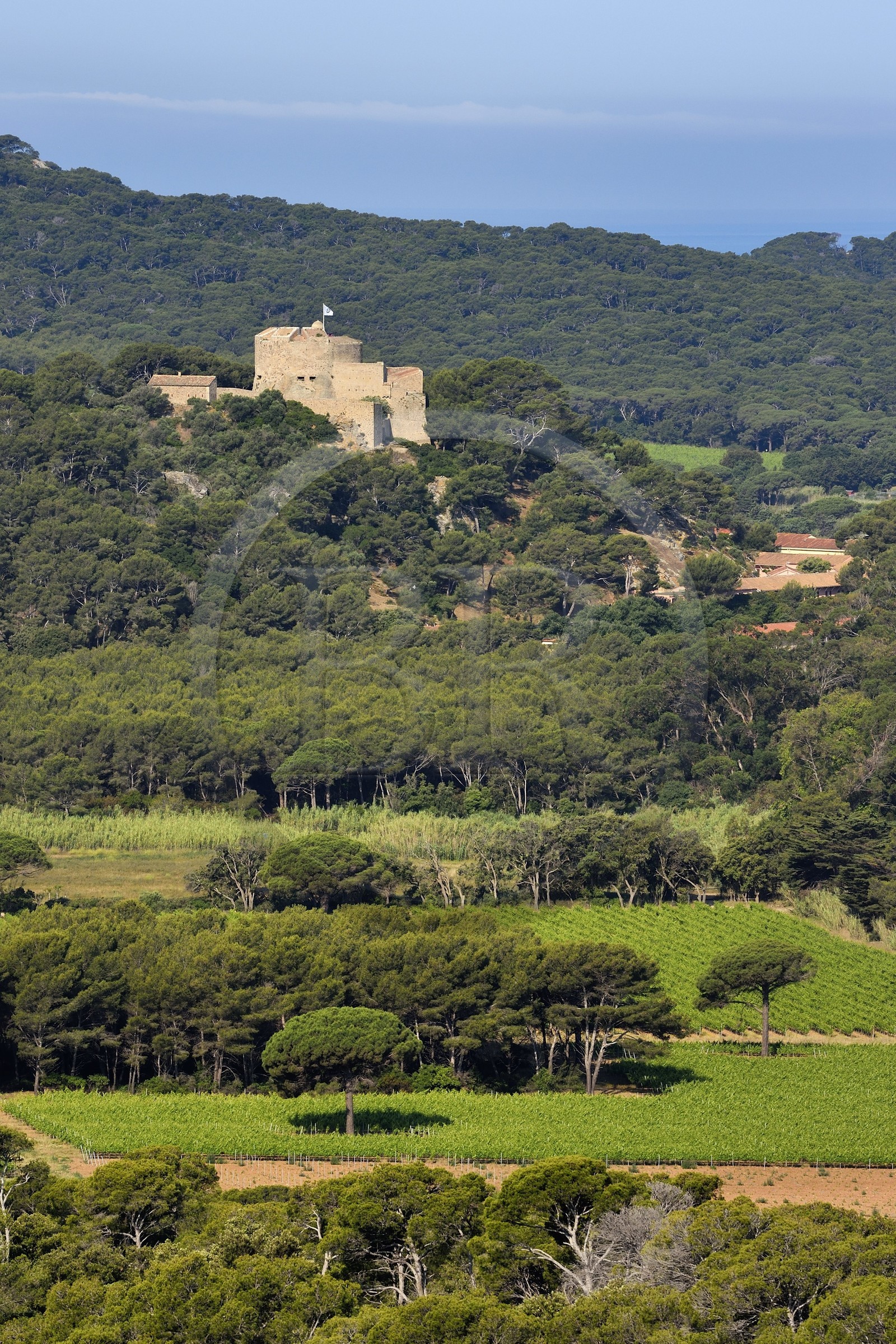 France, Var, Iles d'Hyeres, Parc National de Port Cros (National park of Port Cros), Porquerolles island, the Courtade plain vineyards overlooked by the Fort Sainte Agathe
