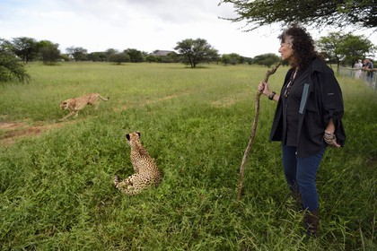 Namibie, Otjiwarongo, Cheetah Conservation Fund, centre de recherche et d'éducation, Dr Laurie Marker fondatrice et directrice exécutive du CCF fondé en 1990, guépards (Acinonyx jubatus)