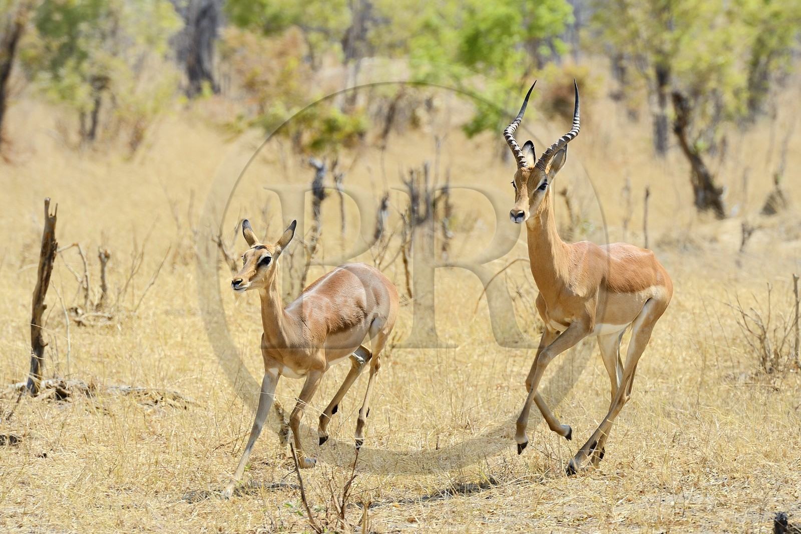 Zimbabwe, province de Matabeleland septentrional, parc national Hwange, impala (Aepyceros melampus)