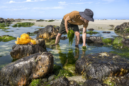 France, Finistère (29), Pays Bigouden, Baie d'Audierne, Plozévet, Lenny Gouedic co créateur de Begood Alg, récolte à pied d'algues sauvages alimentaires (Ao Nori) sur la plage à marée basse