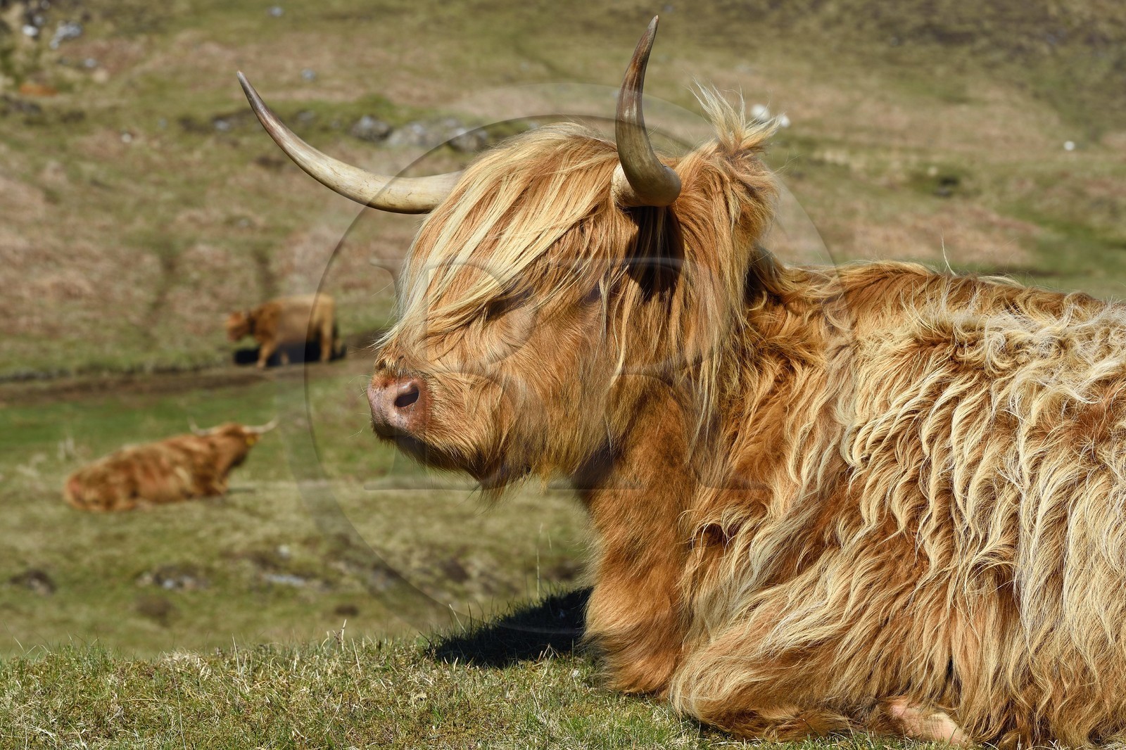United Kingdom, Scotland, Highland, Inner Hebrides, Isle of Mull, Highland cow