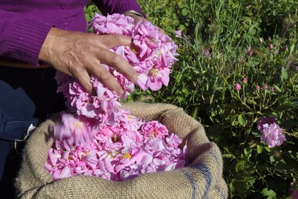 France, Alpes-Maritimes (06), Grasse, champ de rose Centifolia réputée pour son parfum