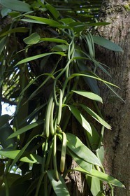 Sri Lanka, province du centre, district de Matale, Kawudupelella, Ranweli Spice Garden, gousses de vanille