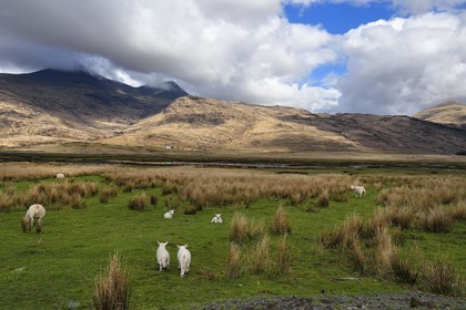 Royaume-Uni, Ecosse, Highland, Hébrides intérieures, the Ross of Mull à l'extrème sud-ouest de l'Ile de Mull, moutons au Loch Beg