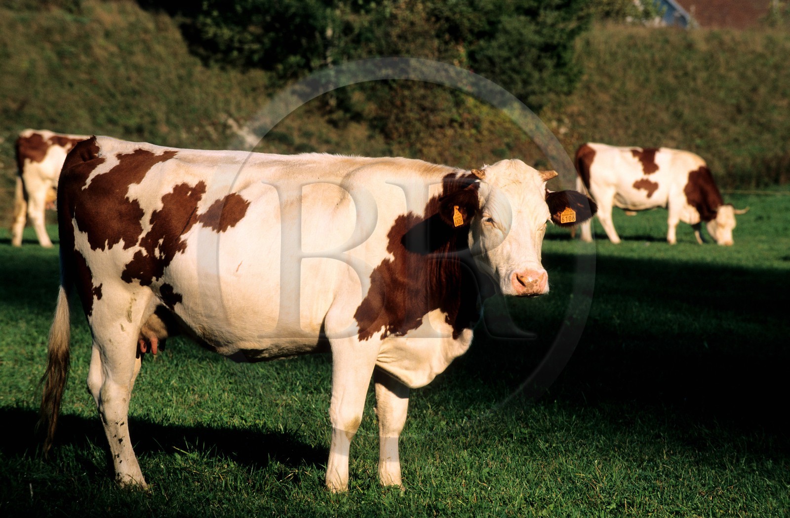 France, Doubs, cows of Monbeliard