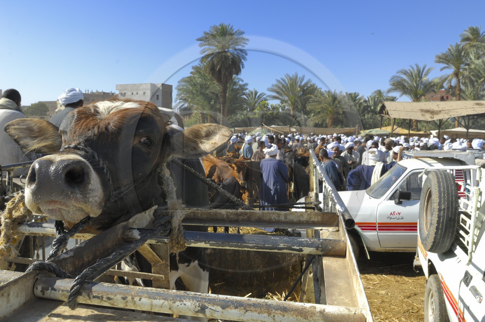 Egypte, Haute Egypte, Daraw au nord d'Assouan, marché aux vaches