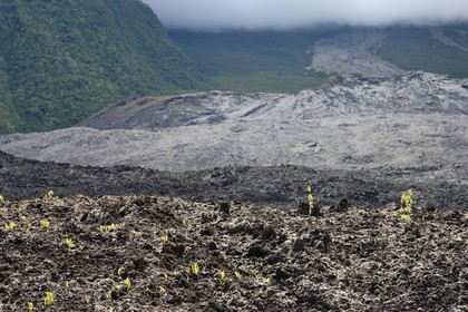 France, Ile de la Reunion, Parc national de La Réunion classé Patrimoine Mondial de l'UNESCO, volcan du Piton de la Fournaise, coulée de lave de 2007, la vie reprend