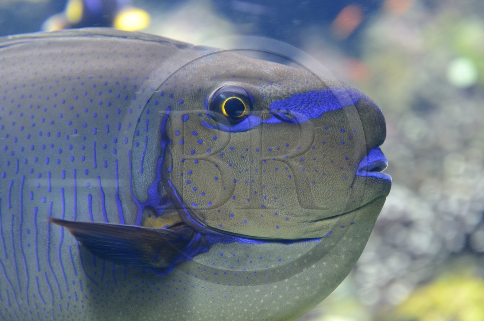 Principauté de Monaco, Monaco, le musée océanographique