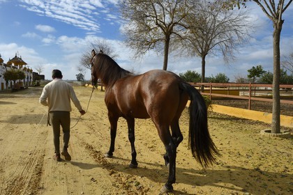 Espagne, Andalousie, province de Séville, Utrera, le haras Ayala (Yeguada Ayala), Pure race espagnole ou PRE (Pura Raza Espanola)