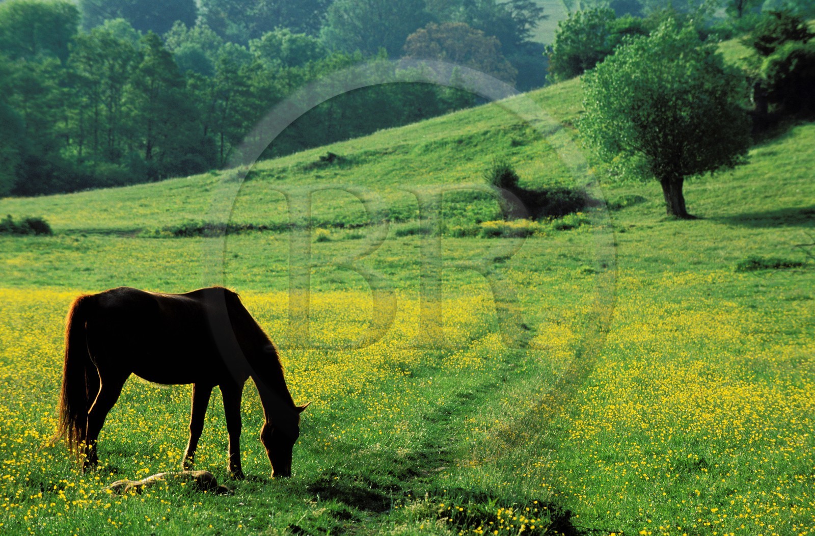 France, Saône-et-Loire (71), Pierreclos, cheval dans un pré