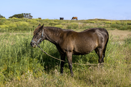 France, Finistère (29), Iles du Ponant, Ile de Batz, le cheval est traditionnellement mis au piquet et la longe déplacée régulièrement