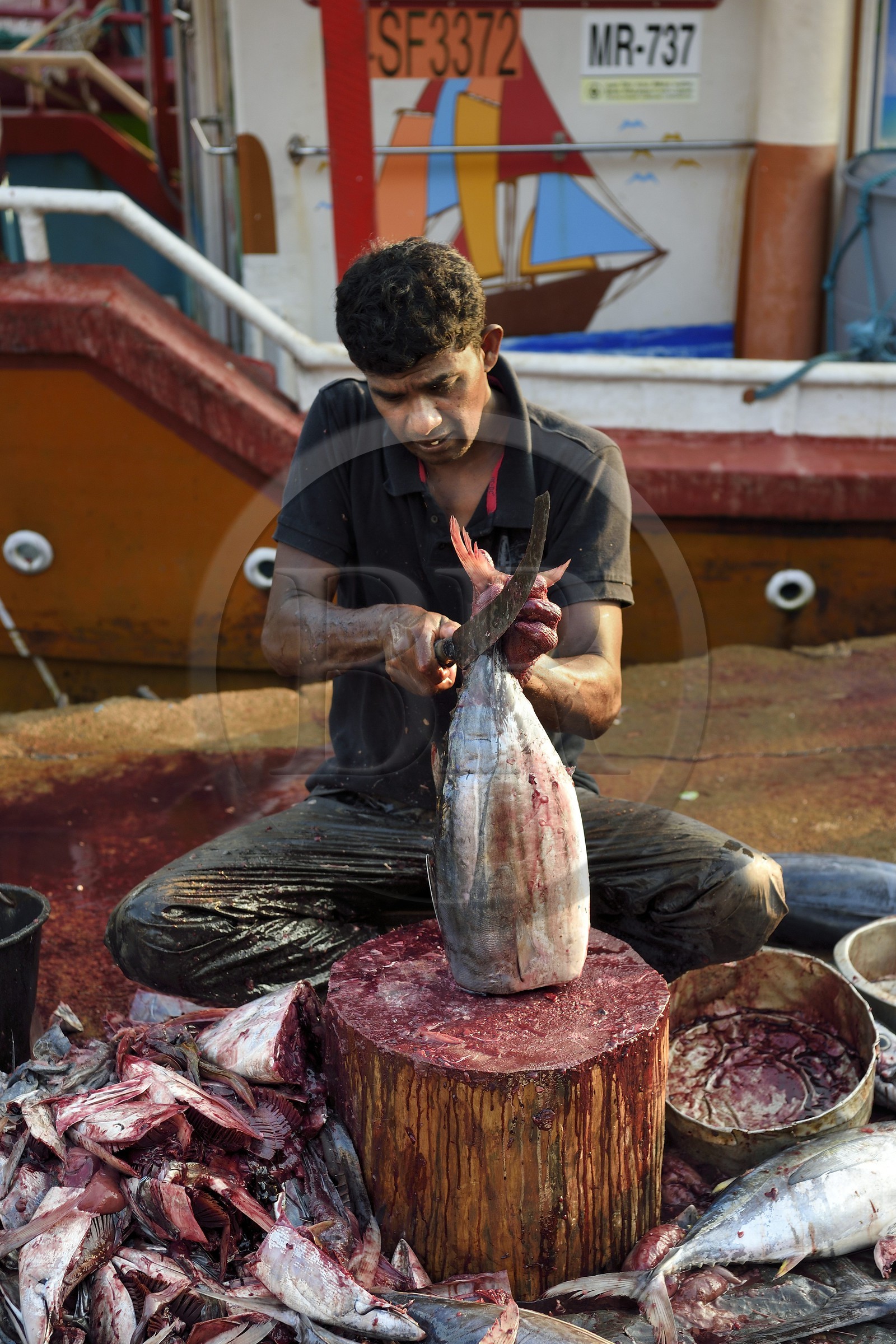 Sri Lanka, Southern Province, Matara district, Weligama, Mirissa Fisheries Harbor, cutting freshly caught tuna at the dock