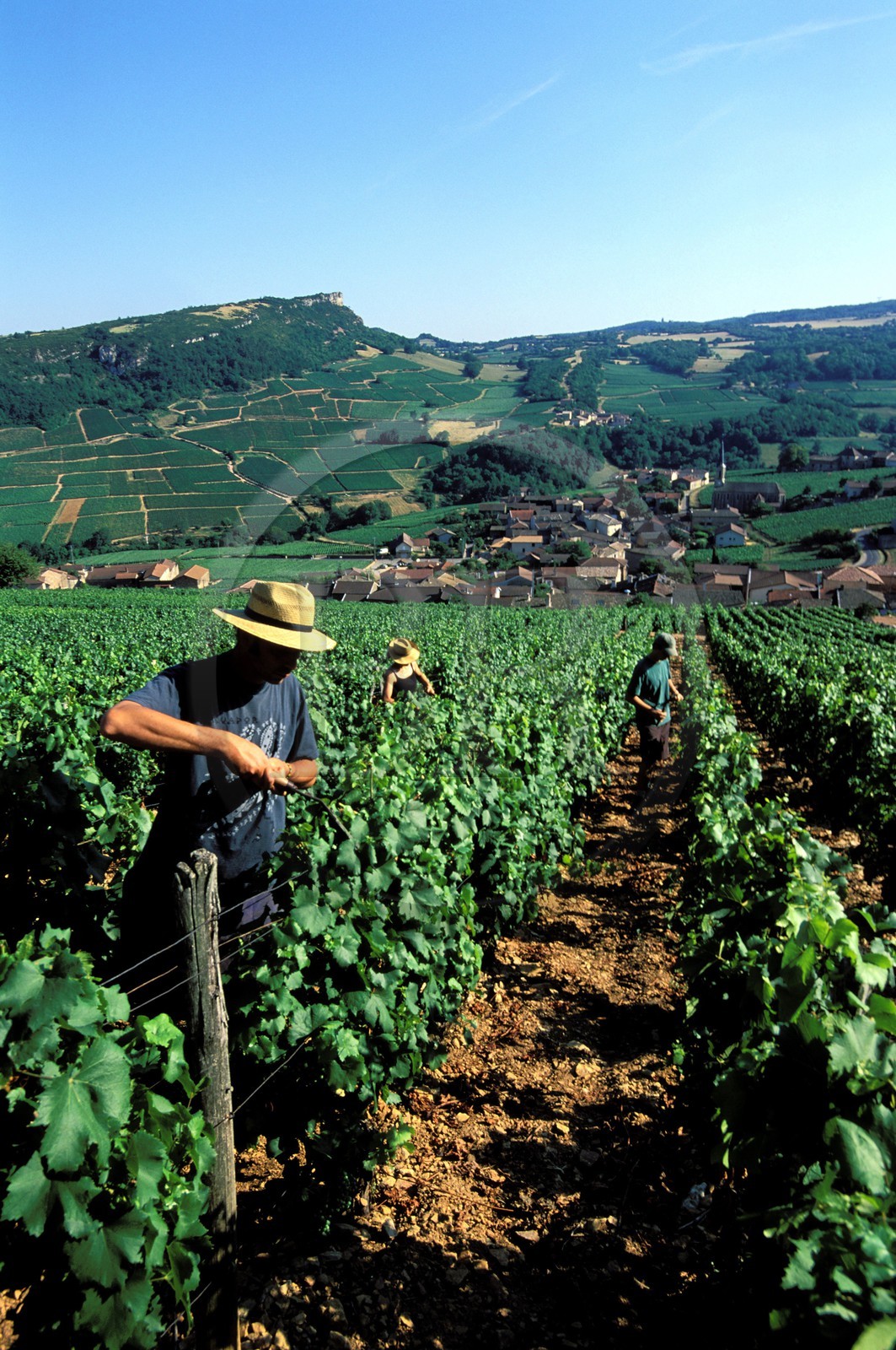 France, Saône-et-Loire (71), le village de Vergisson et la roche de Solutré, travail de le vigne