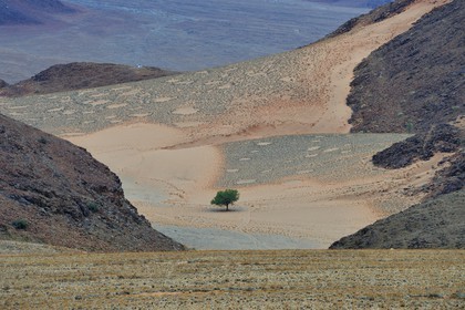 Namibie, région de Hardap, désert du Namib à l'Est du parc national Namib Naukluft vers Sossusvlei, cercles de fées dans la plaine du désert recouverte d'herbe au coucher de soleil, petites aires circulaires sans végétation et de forme globalement arrondie ou hexagonales