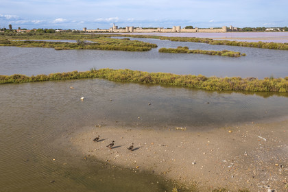 France, Gard (30), Aigues-Mortes, la ville médiévale entourée par ses remparts en bordure des marais salants (Salins du Midi) (vue aérienne)
